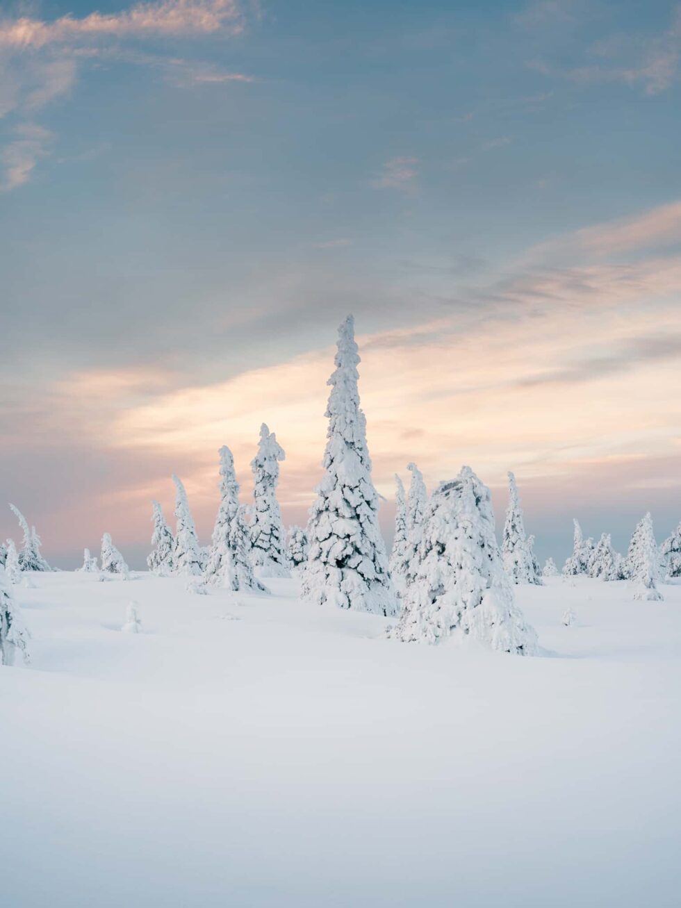 Snow-covered trees on Riisitunturi National Park in Lapland, Finland, under a soft pastel winter sky.
